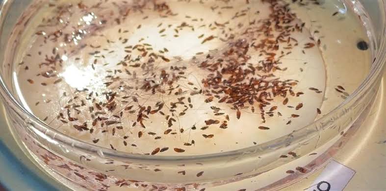Typhus from fleas hits record level in L.A.: Where the hot spots are and how to protect yourself