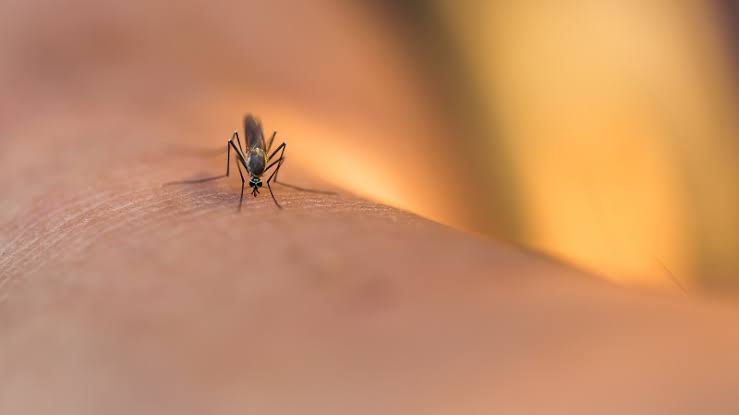 Jamestown Canyon virus detected in RI for first time in 2026