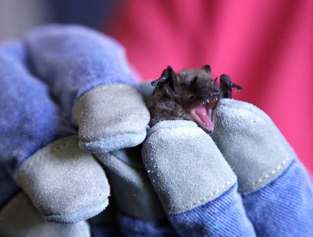 How the wildlife trade boosts the chance of a disease jumping from animals to humans