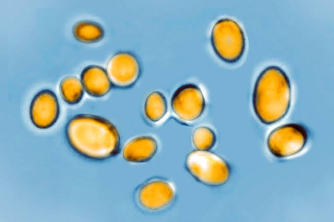 Deadly Fungus Confirmed in 23 States. It’s Nearly Impossible to Treat