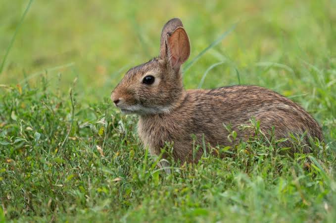 Three cases of rare tick-borne disease ‘rabbit fever’ suspected in New York