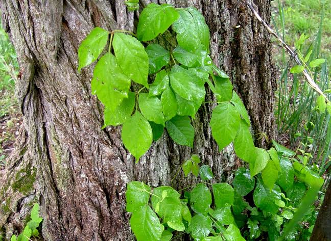 Here’s how to get rid of poison ivy without getting covered in a rash
