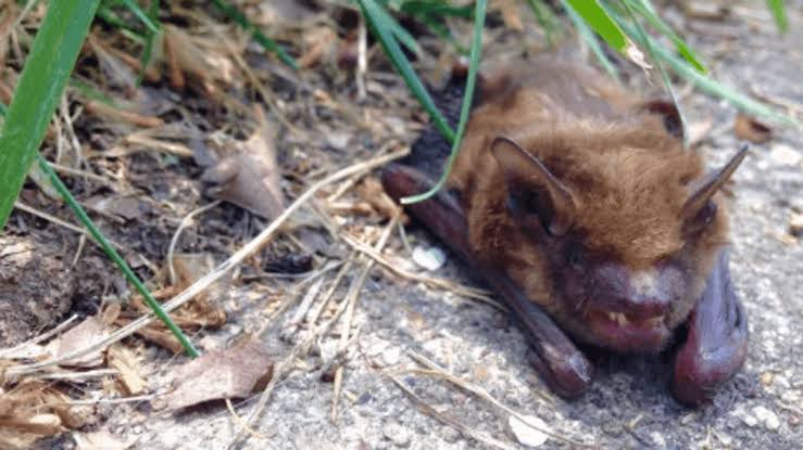 Rabid bat found near UW campus in Seattle ; public urged to seek care after any contact