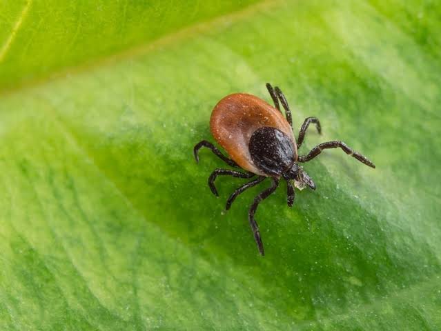 Tick That Spreads Meat Allergy Expands In CT: Heres Where, What To Know