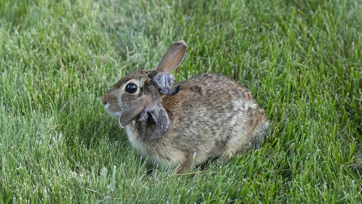 Virus-infected bunnies (‘Frankenstein rabbits’) showing up in St. Paul