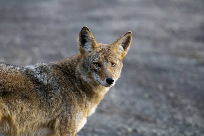 Coyote recently attacked resident and dogs in Great Falls, county says