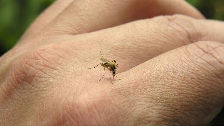 West Nile confirmed in Canton, officials urge residents to 'fight the bite'