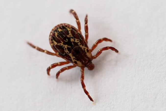 This might tick you off: It’s going to be a big year for your least-favorite bloodsuckers