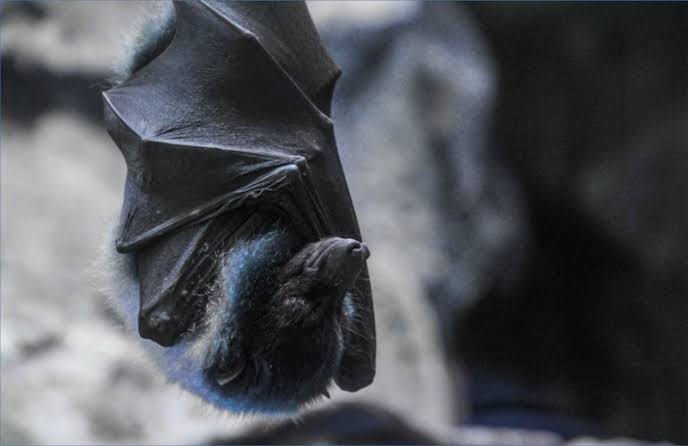 Benton County reports first rabies case of the year in infected bat