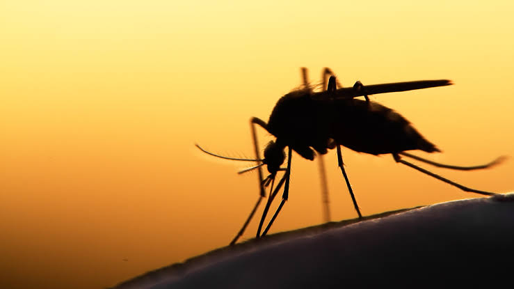 Mosquitoes at Montgomery County park test positive for West Nile Virus; Public Health to spray area