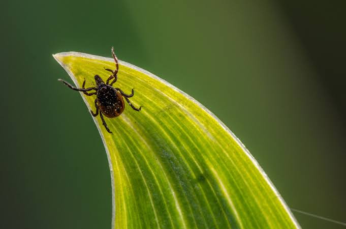How To Keep Ticks Out Of Your Yard This Summer