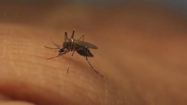 Louisville resident tests positive for West Nile virus