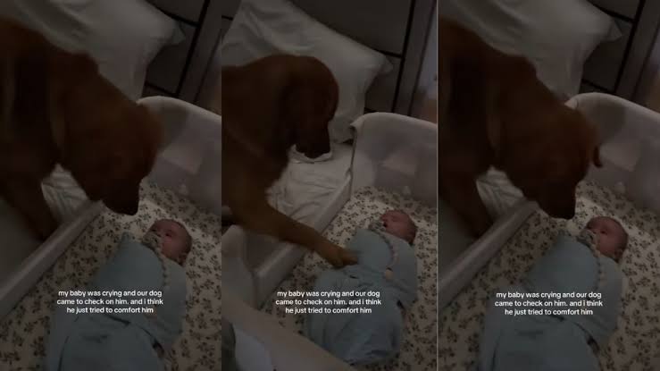 Golden Retriever Uses the Best Trick He Knows To Calm Crying Baby