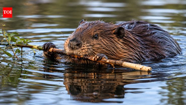 A 13-year-old boy was airlifted after a rabid beaver attacked him at a Maryland state park, forcing offic