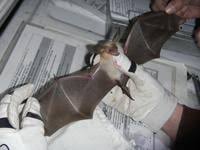 Cache County bat tests positive for rabies