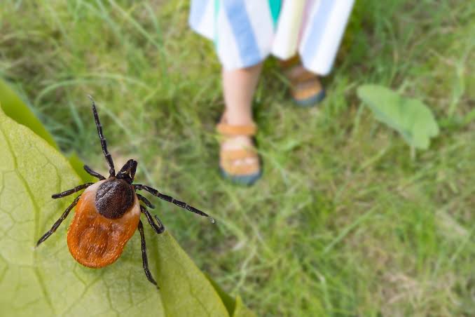 How to Protect Yourself From Ticks — and Lyme Disease — in the Bay Area
