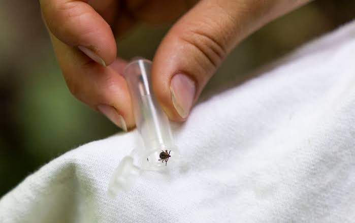 Lake County health official shares how to stay tick-free: ‘You might want to have those long pants on’