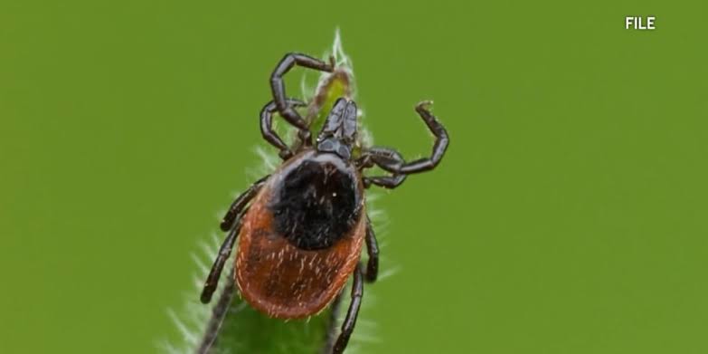Tick-related ER visits reach highest levels in nearly a decade, doctors urge caution