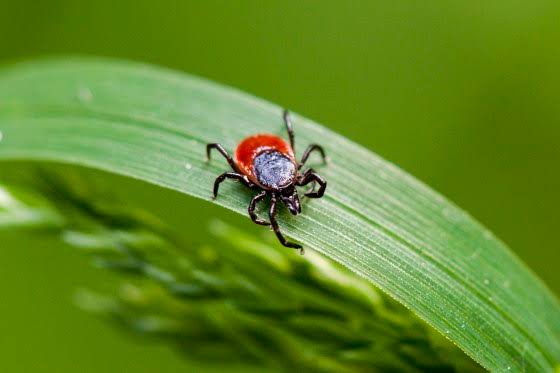Rare type of Lyme disease found for the first time in New York