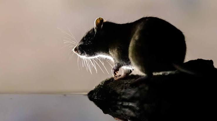 Hantavirus prevalence in Pacific Northwest rats raises new concerns