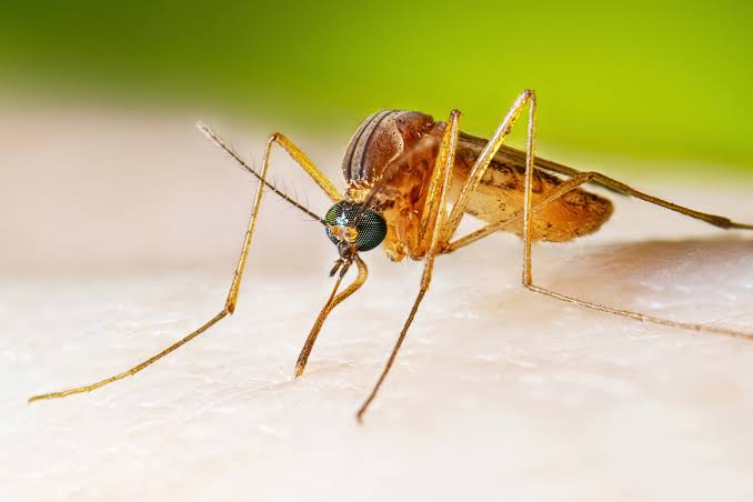 West Nile virus detected in mosquitoes from 13 Orange County cities