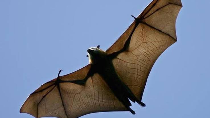Rabid bat confirmed in Douglas County, first positive case of 2026