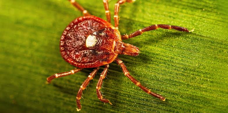 Life-threatening meat allergy caused by tick bites is on the rise. Here’s what you should know