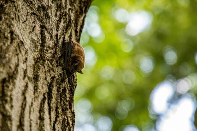 Niwot Bat Tests Positive for Rabies, First Boulder County Case of 2026