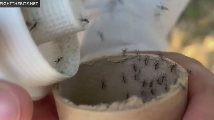 2 million sterile mosquitoes released to fight invasive species in Sacramento