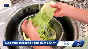 Cyclospora cases climb in Douglas County as health officials link outbreak to iceberg lettuce