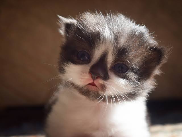 This Rare Dwarf Rescue Kitten Has the Sleepiest Face You’ve Ever Seen