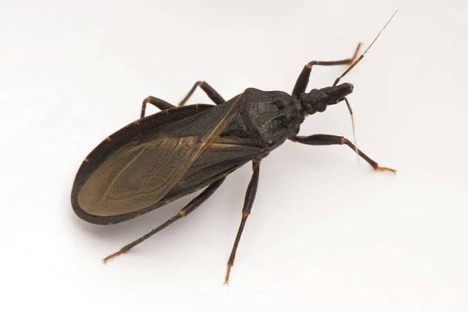 San Diego confirms first local Chagas infection. Expert says ‘be smart’