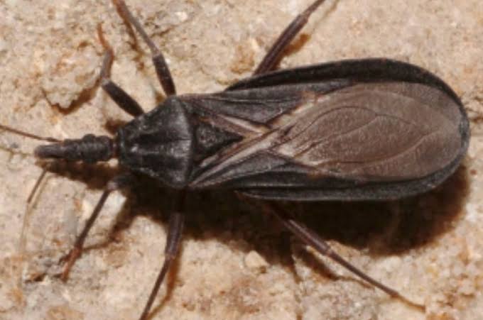 County Health Officials Report First Locally Acquired Chagas Case