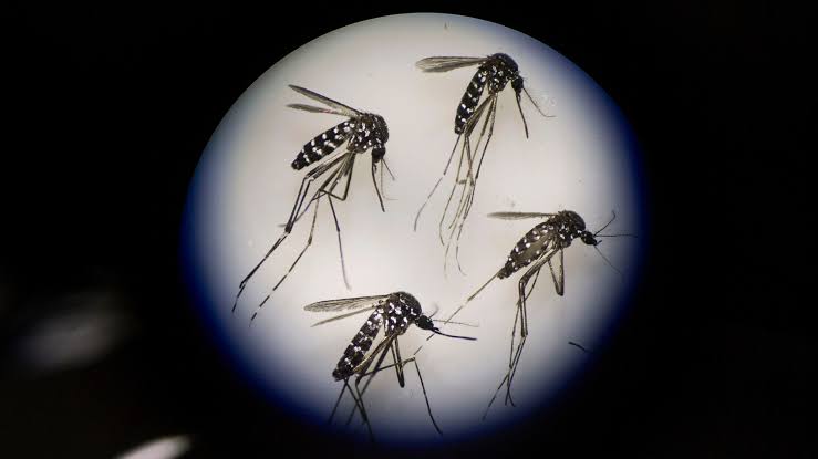 Scientists Accidentally Found a Weird New Way to Stop Mosquitoes From Mating