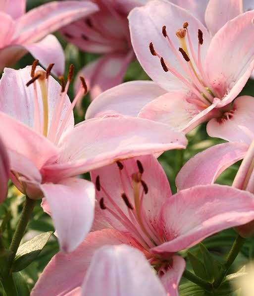 Rhonda Clark Holman Obituary May 25, 2026