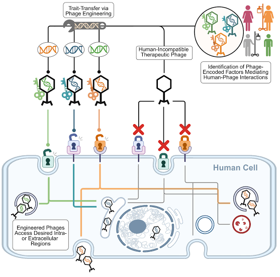 Molecular anchors on gut phages could open new therapeutic avenues