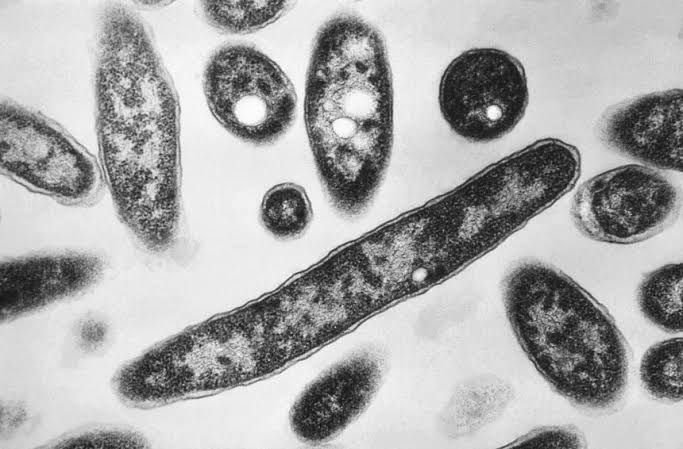 New York City Legionnaires’ disease outbreak linked to 7 deaths is declared over