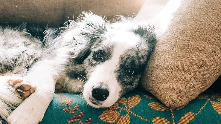 The Subtle Physical Clue That Could Indicate Your Dog Has Dementia