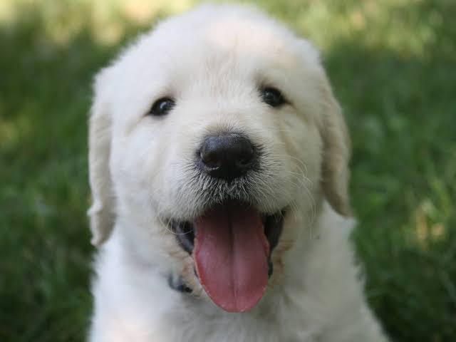 ‘Huge’ 8-Week-Old Golden Retriever Puppy Has the Entire Vet Office Obsessed