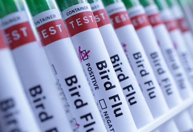 Australia vows to rein in any H5N1 birdflu after confirming first case