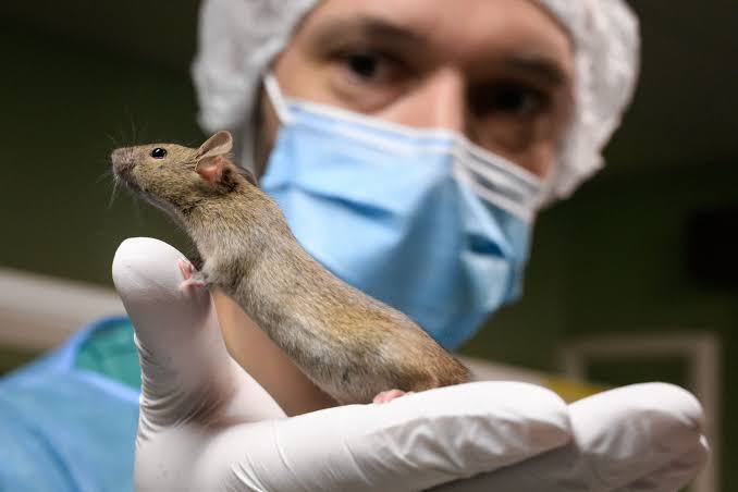 Researchers reverse autism-like symptoms in mice with one rapamycin dose