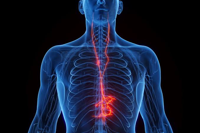 Vagus nerve stimulation shows promise as a way to counter Alzheimer’s disease- and age-related memory loss