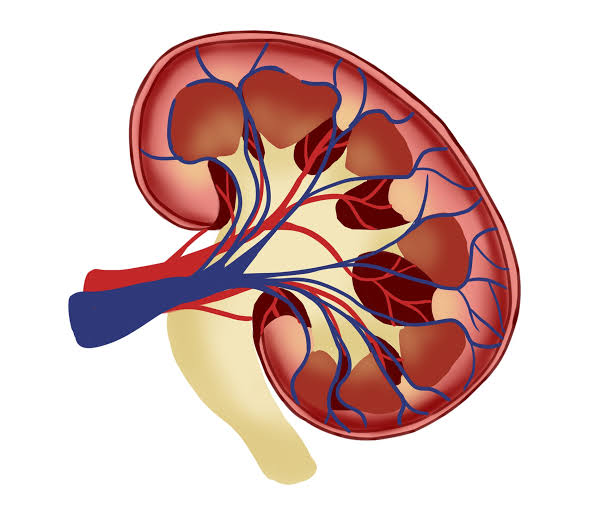 1940s-era drug helps uncover kidney pathway that may improve disease treatment