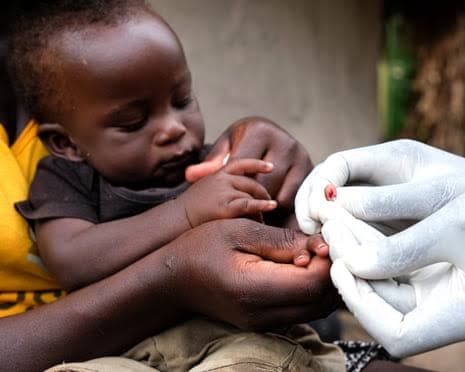 Catnip lotion as effective as Deet at repelling mosquitoes, study finds