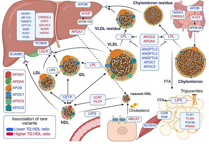 People carrying a rare gene variant have naturally low body fat, healthier livers and better blood sugar levels