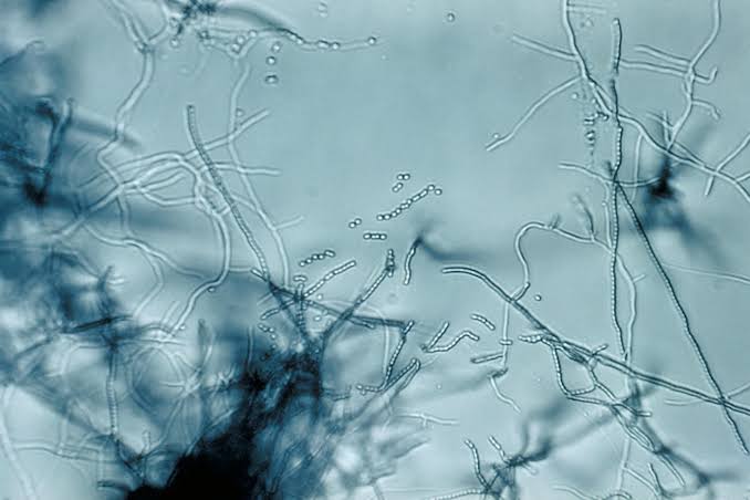 New Antibiotic Found in Dirt Targets Superbugs in a Way ‘Never Been Seen Before’