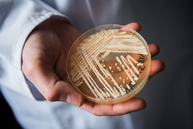 Drug-resistant fungus on the rise in Tennessee: Here’s who’s most at risk
