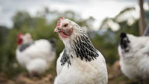 Ingham's locks down WA operations after Australian H5 bird flu case