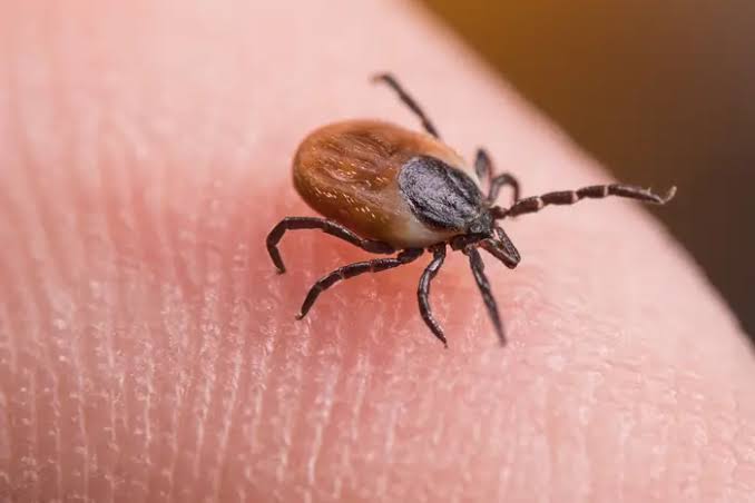 What to know about 'rabbit fever,' ticks and cases in New York state