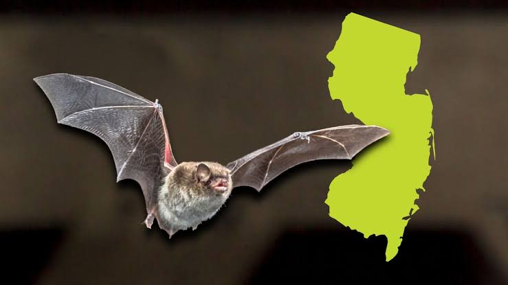A bat got inside a N.J. home — now a whole family is being monitored for rabies